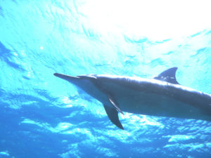 Dolphin Oahu Hawaii Diving