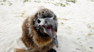 Laysan Albatross Midway Northwester Hawaiian Islands Hawaii big Bird Chick Cute close up