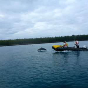 Midway, atoll, spinner, dolphins, NOAA, marine, debris, removal, island, ocean, sea, beach, Pacific