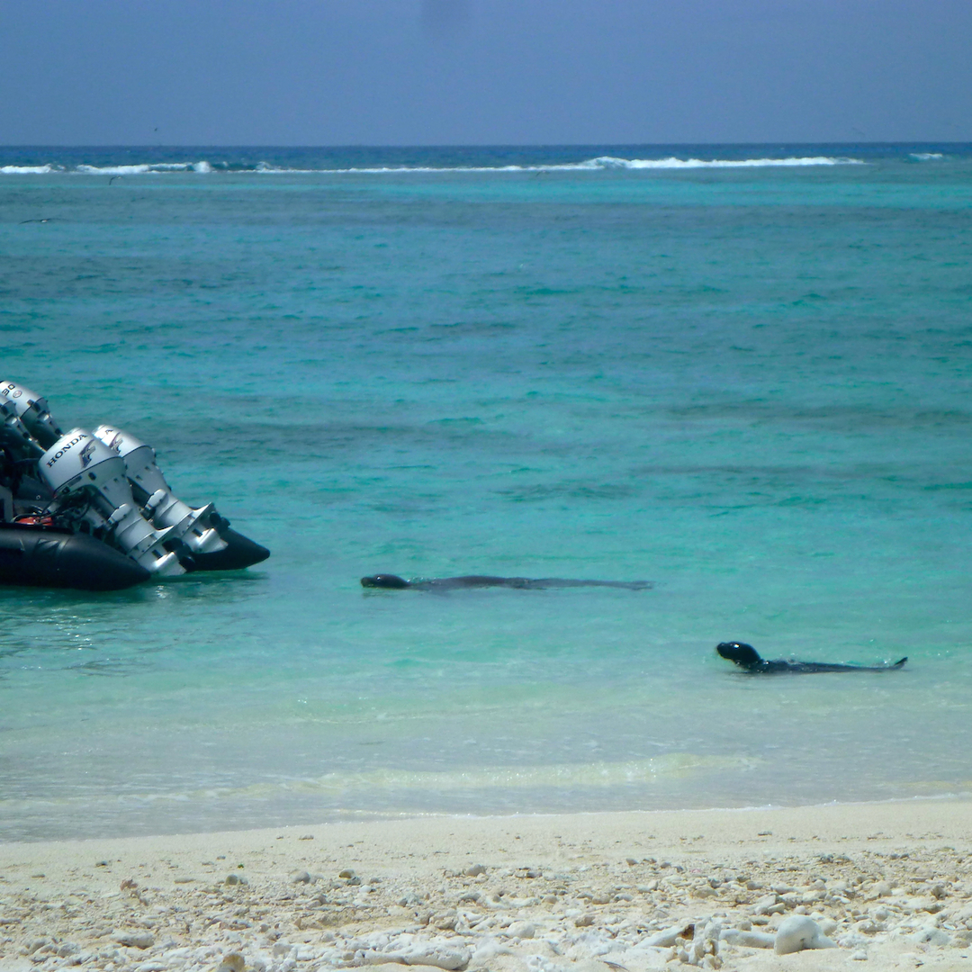 Midway, atoll, Monk, seal, North western hawaiian Islands, hawaii, NOAA, marine, debris, removal, island, ocean, sea, beach, Pacific, mom, pup