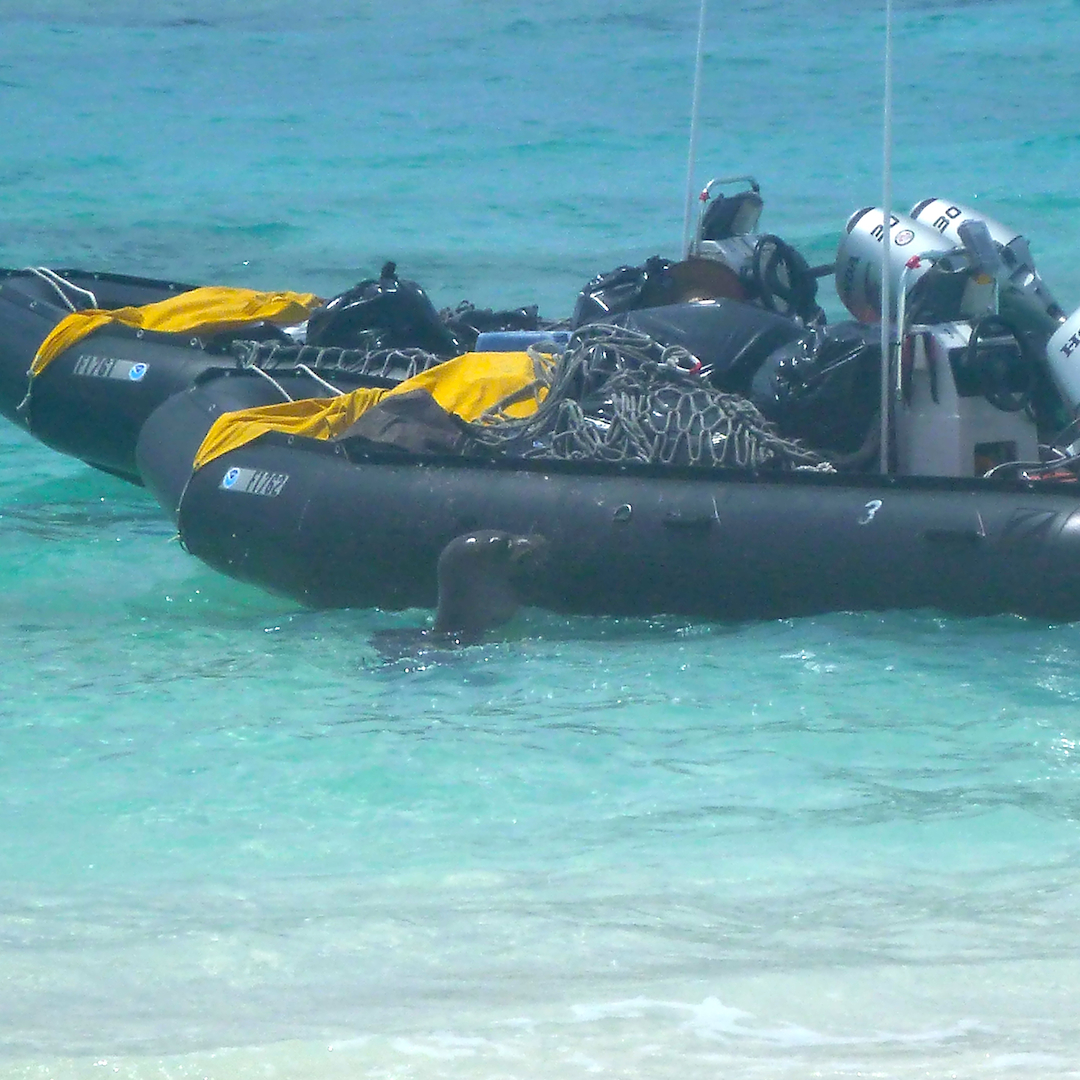 Midway, atoll, Monk, seal, North western hawaiian Islands, hawaii, NOAA, marine, debris, removal, island, ocean, sea, beach, Pacific, mom, pup, zodiac