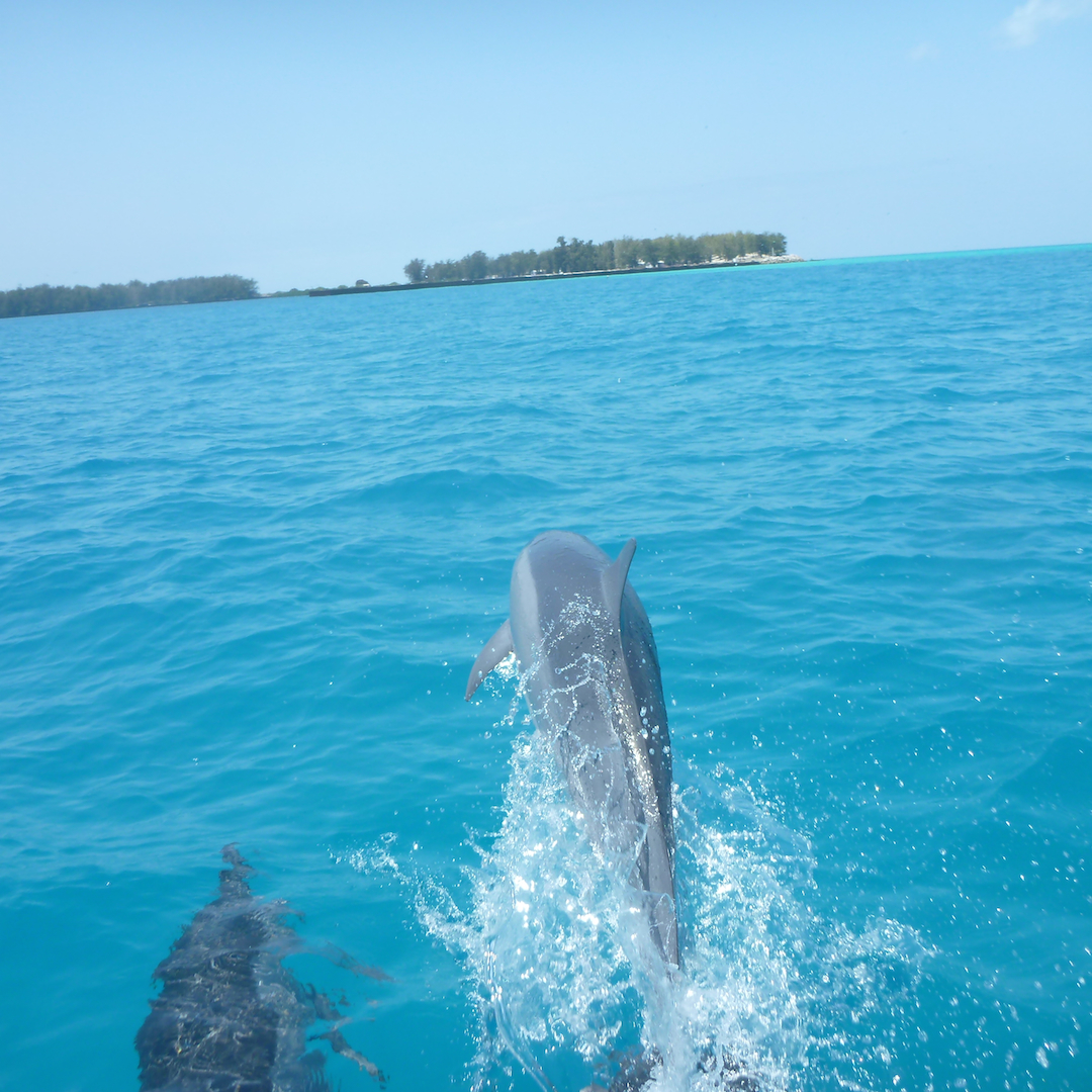 Midway, atoll, spinner, dolphins, NOAA, marine, debris, removal, island, ocean, sea, beach, Pacific