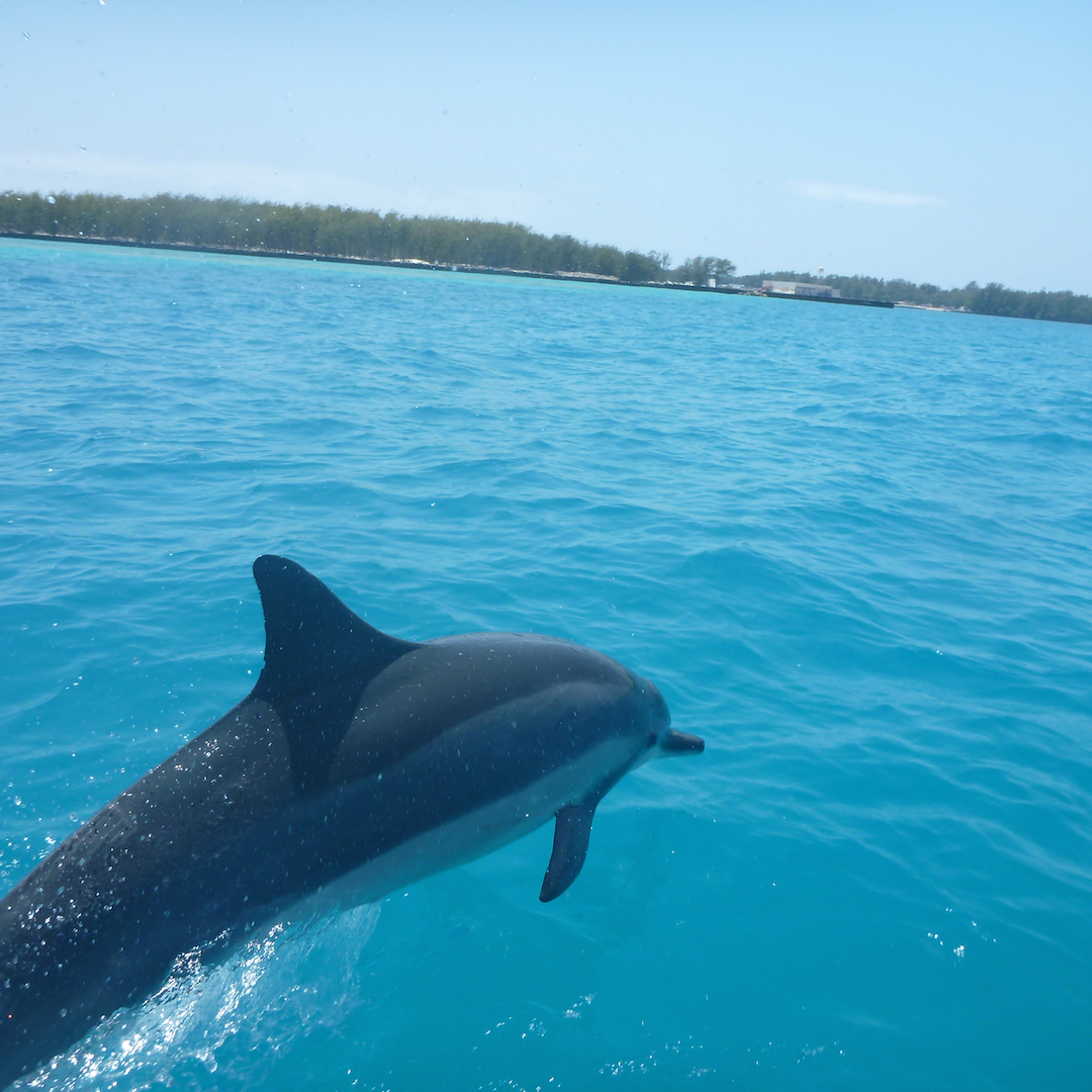 Midway, atoll, spinner, dolphins, NOAA, marine, debris, removal, island, ocean, sea, beach, Pacific