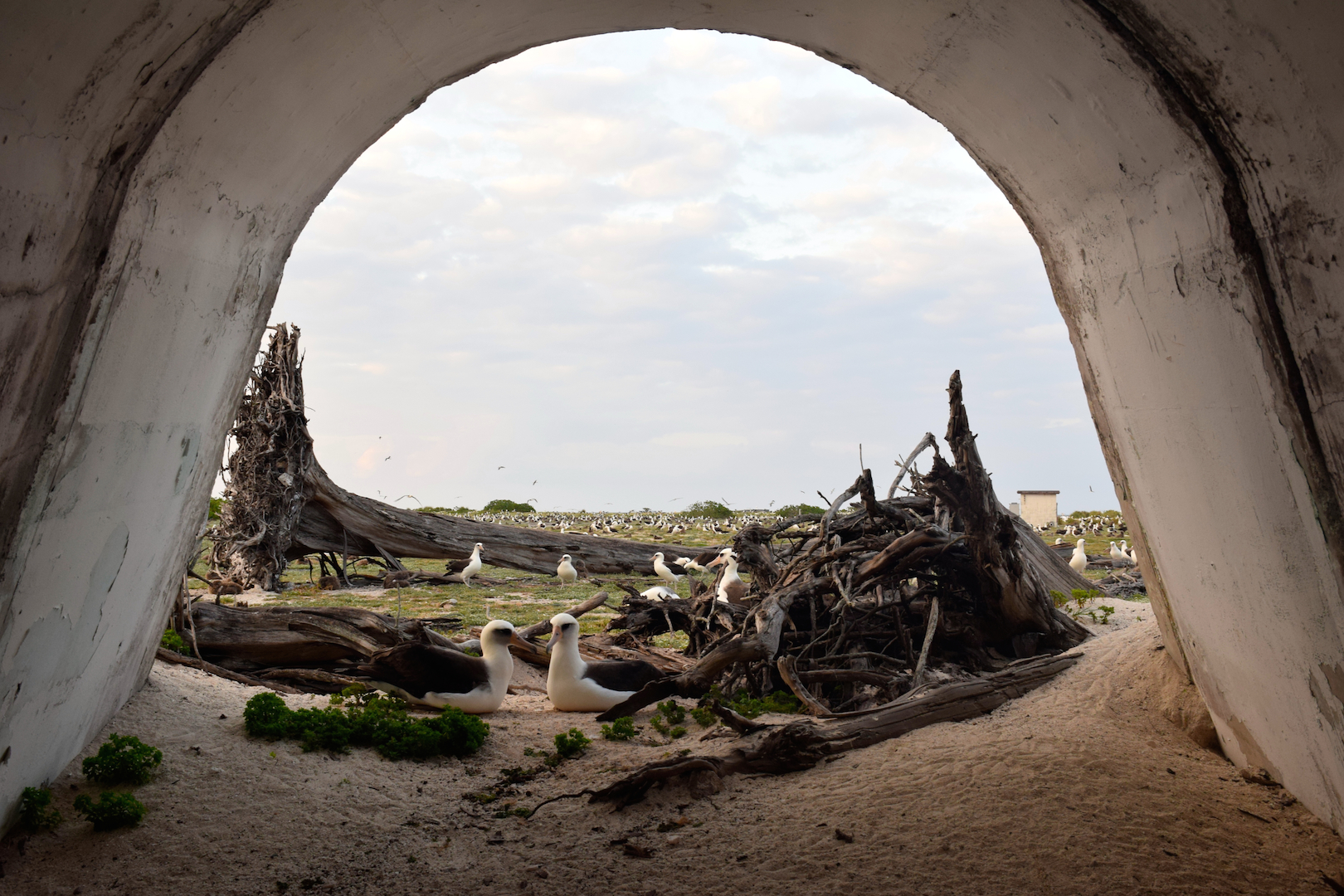 Bunker, Albatross, Midway, Atoll