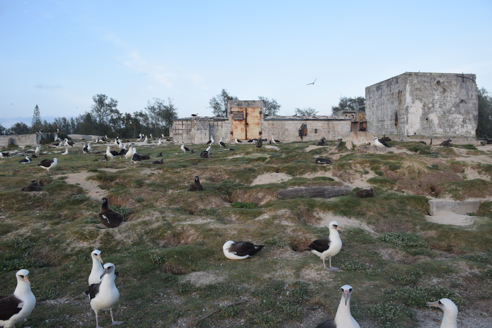 Bunker, Albatross, Midway, Atoll