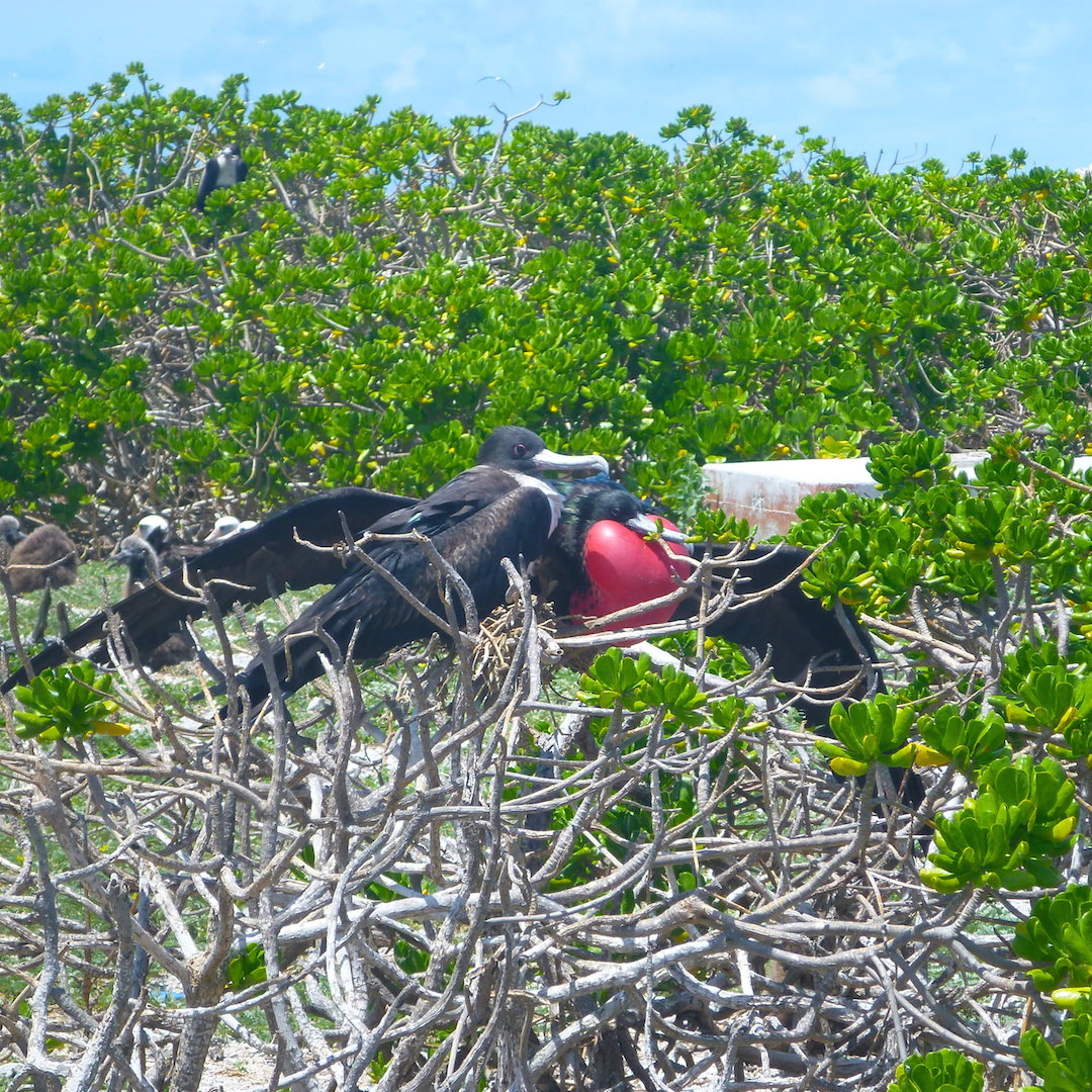 Frigatebird, Midway, Atoll, Island, Hawaii, archipelago, WWII, WW2, world war, II, 2, two, relic, war, artifact