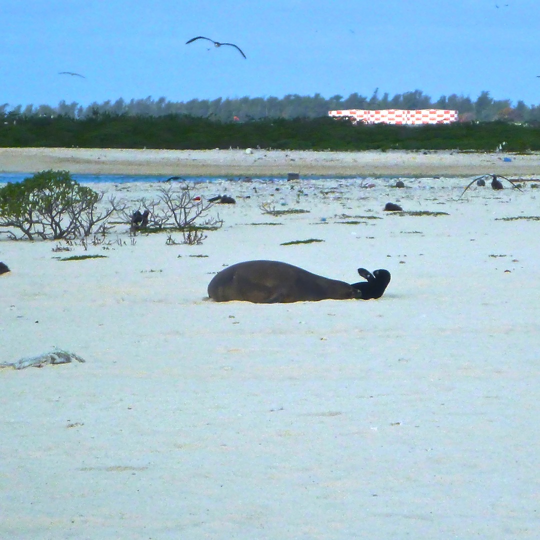 Monk, seal, mom, pup, pair, fuel, container, Midway, Atoll, Island, Hawaii, archipelago, WWII, WW2, world war, II, 2, two, relic, war, artifact