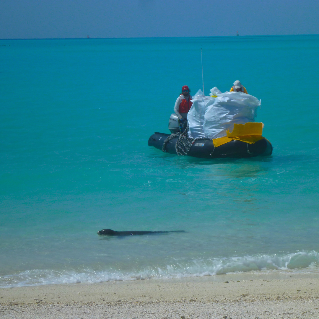 perfect, beach, beautiful, ocean, sea, water, turquoise, Midway, Atoll, Island, Hawaii, archipelago, WWII, WW2, world war, II, 2, two, relic, war, artifact, marine debris, monk, seal, zodiac, clean, up