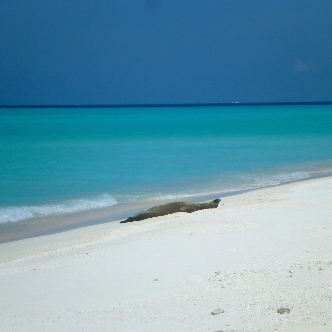 Monk, seal, Midway, Atoll