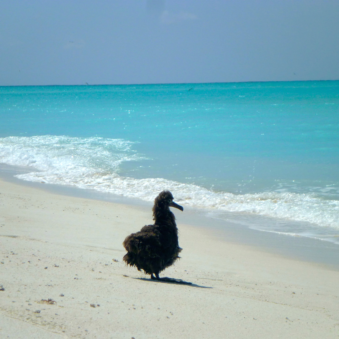 Wet, chick, Midway, Atoll, Island, Hawaii, archipelago, WWII, WW2, world war, II, 2, two, relic, war, artifact