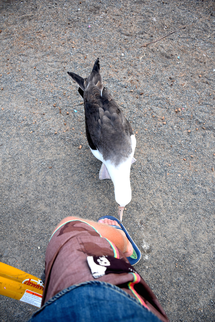 Albatross, attack, midway, atoll, inquisitive