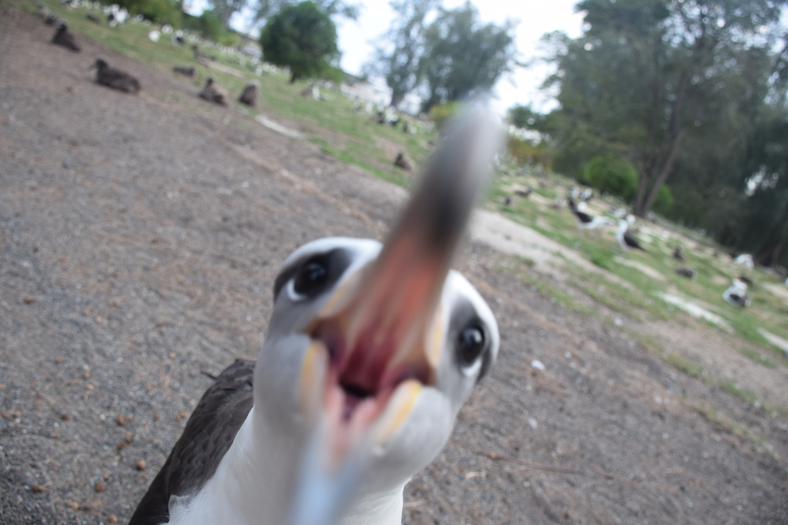 Albatross, attack, midway, atoll