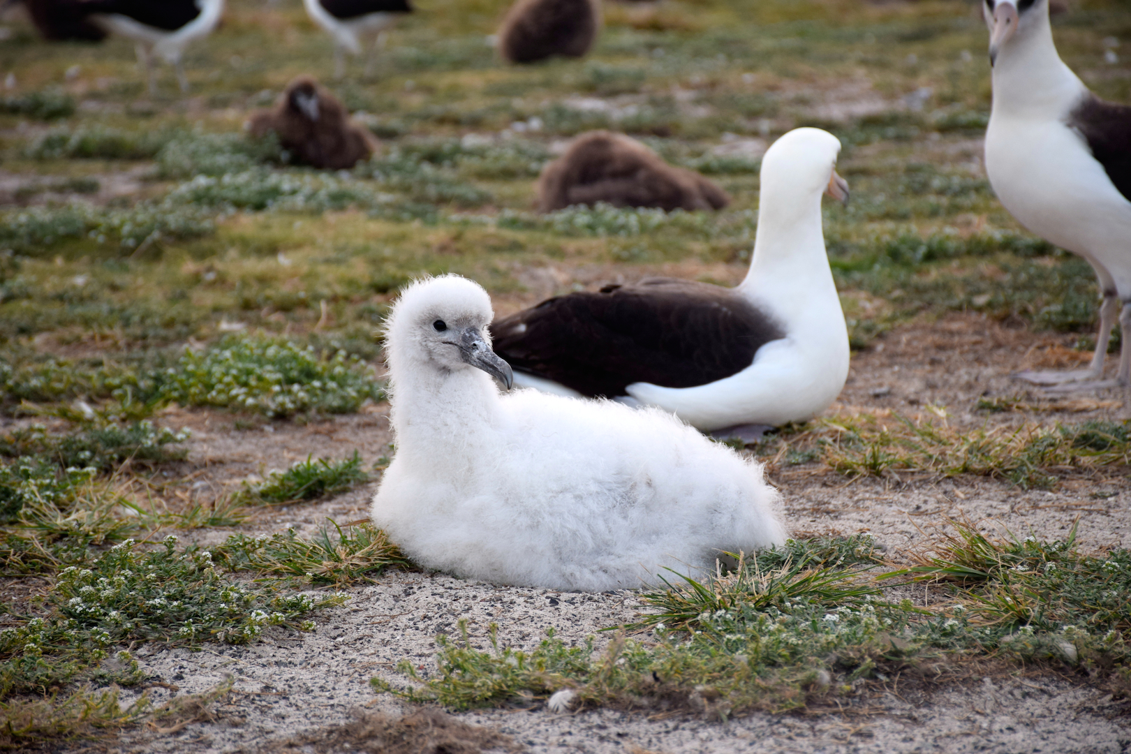 albino, albatross, white, rare, exotic, chick