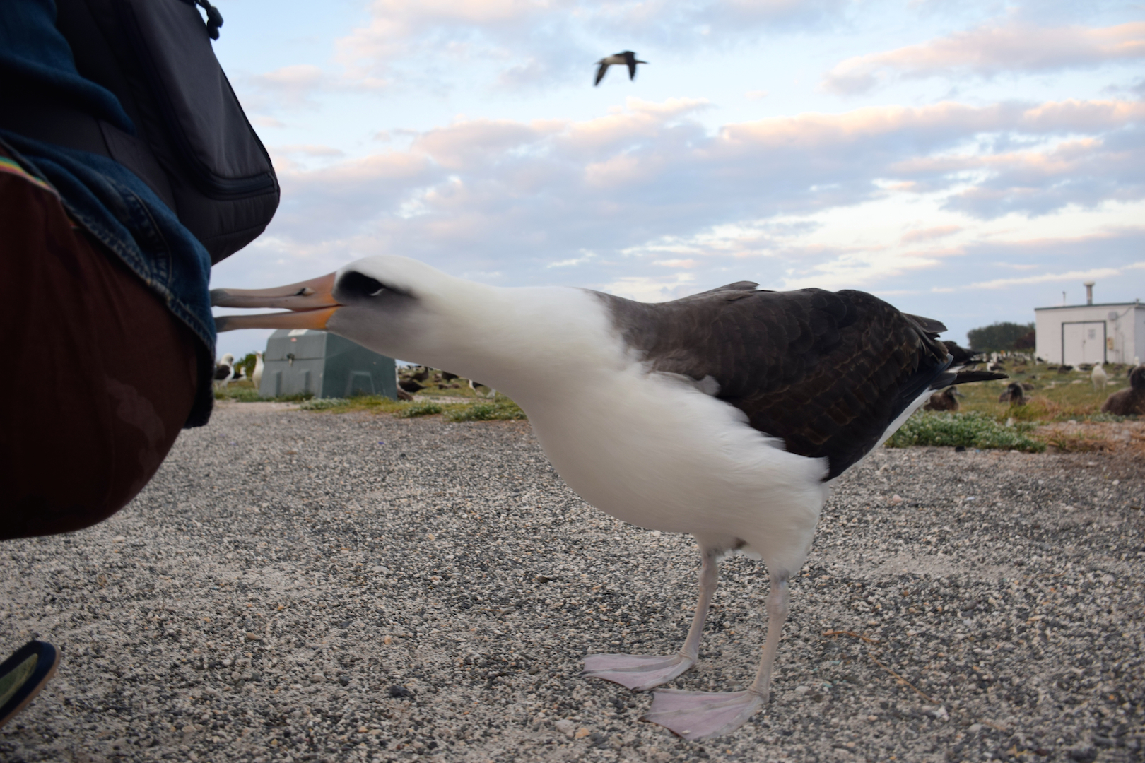 Albatross, attack, midway, atoll