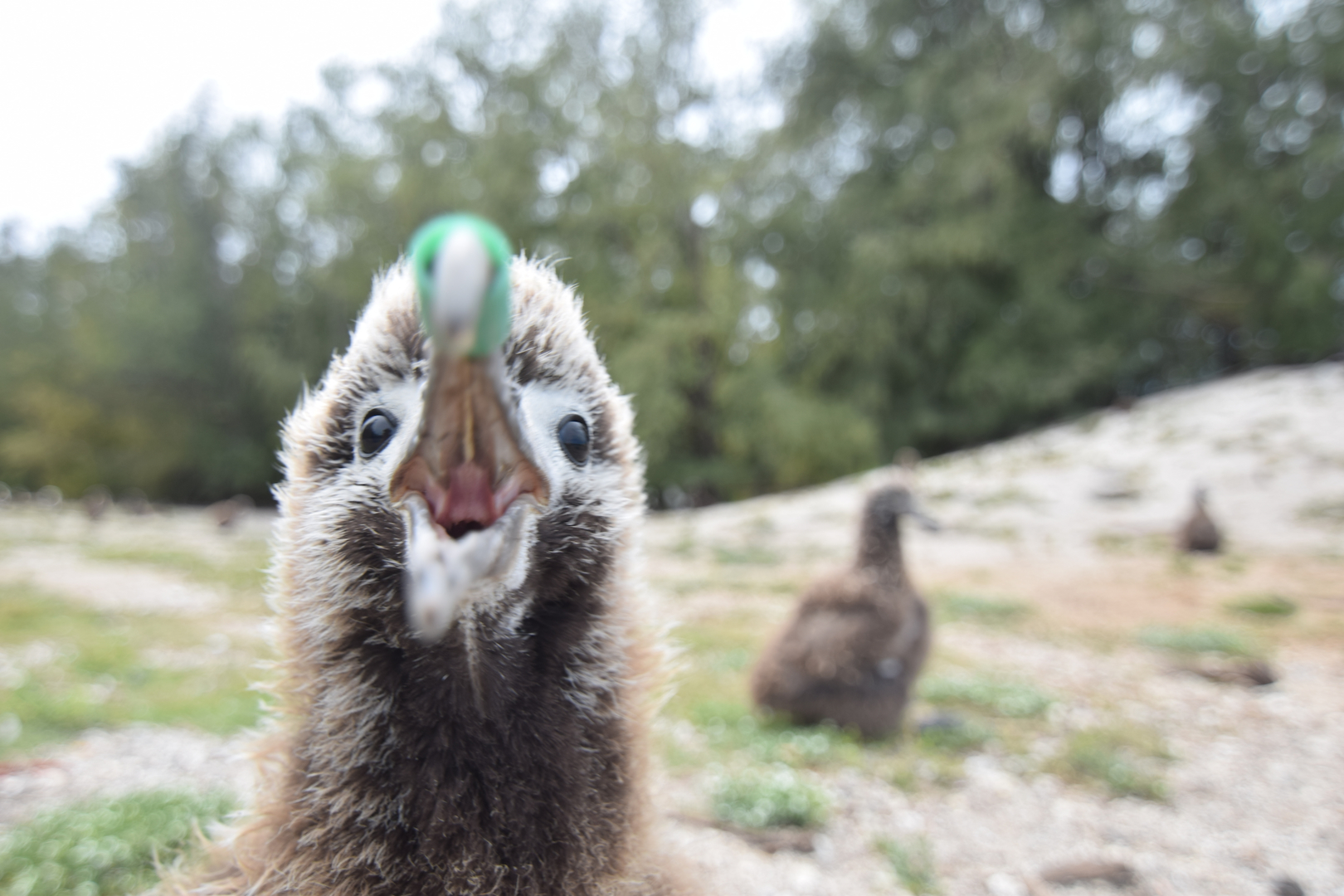 Midway, Atoll, Island, Albatross, Chick, entangled, plastic, risk, danger