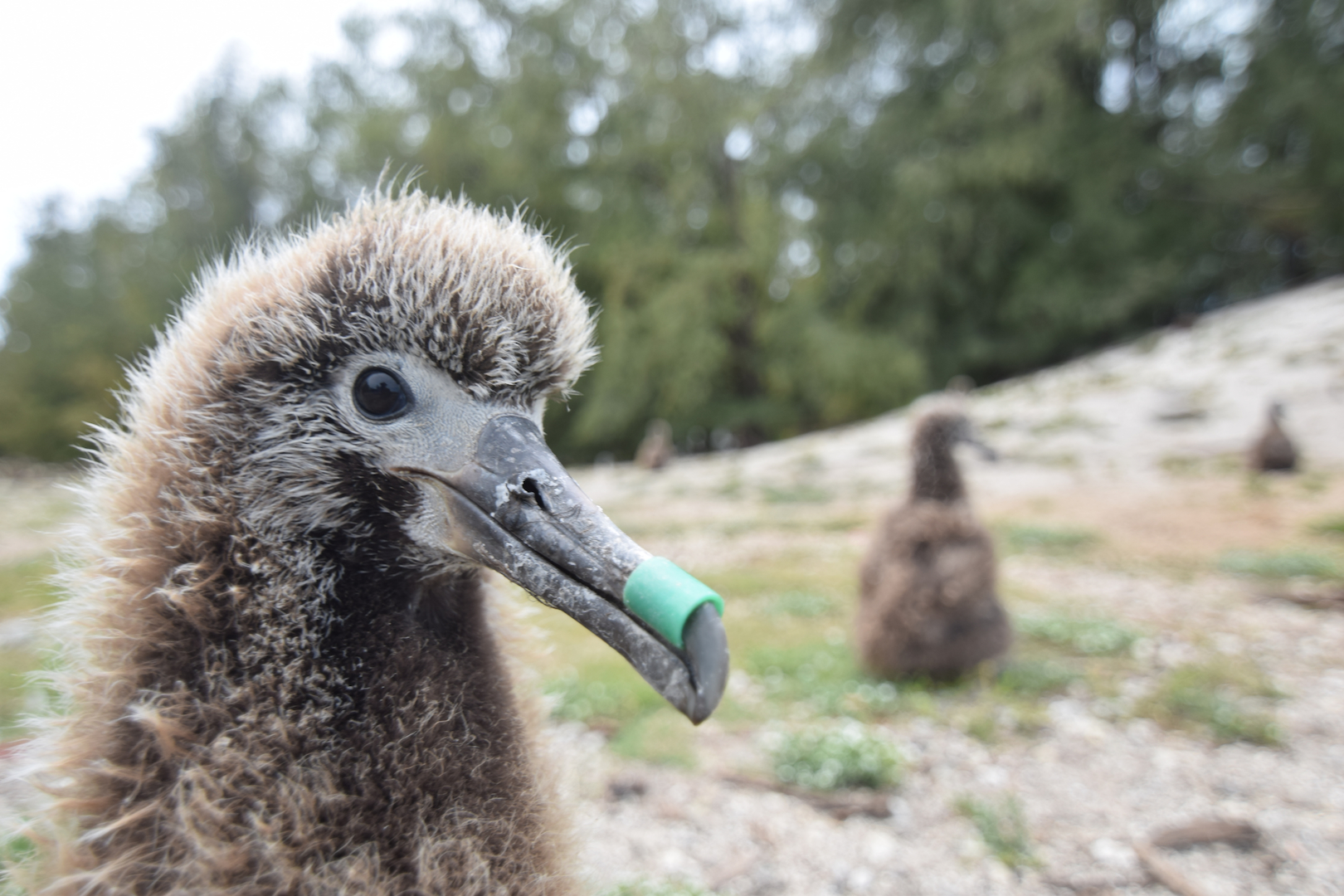 Midway, Atoll, Island, Albatross, Chick, entangled, plastic, risk, danger