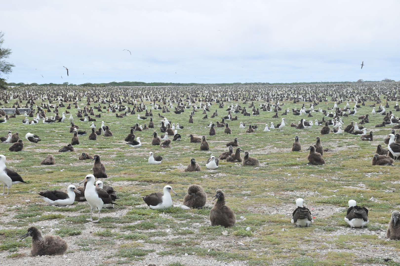 Midway, Atoll, Albatross, Chicks, Nests, Ground, lots, plenty, many, abundant, birds, numerous, as far as the eye can see