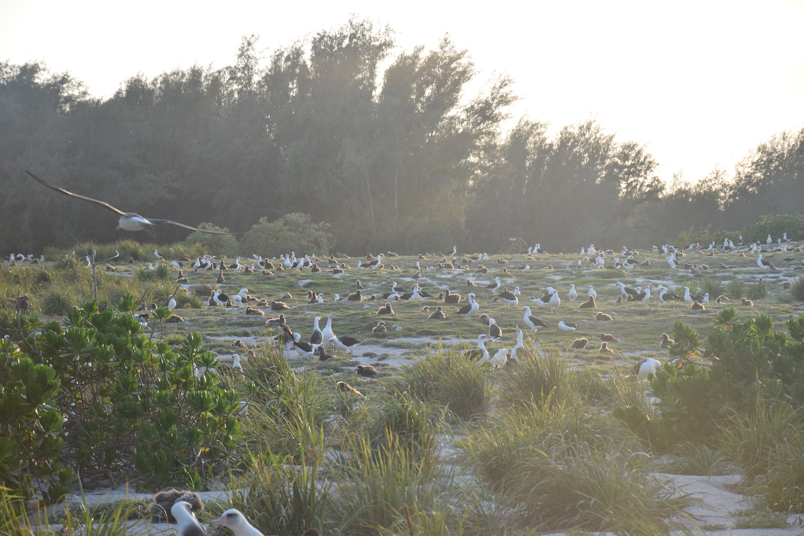 Midway, Atoll, Island, Albatross, Chick, Golden, Magic, Hour, Sunset, backlit