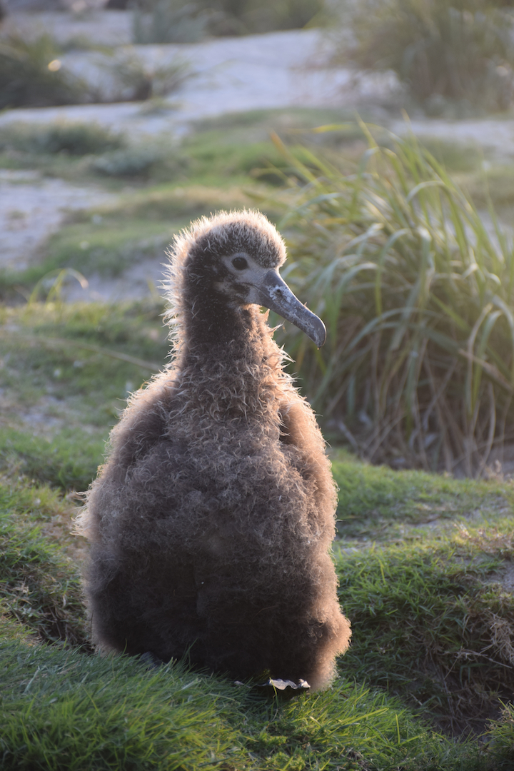 Midway, Atoll, Island, Albatross, Chick, Golden, Magic, Hour, Sunset, backlit