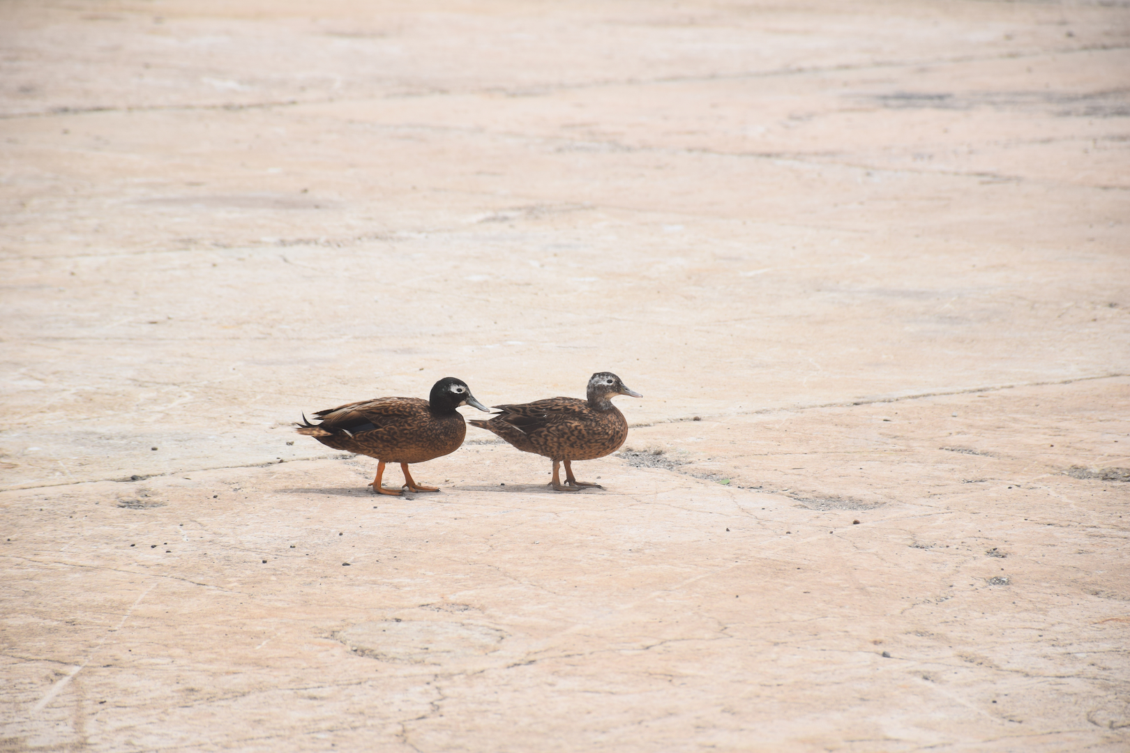 Laysan duck, endangered, pair, rare, bird, most endangered duck, Midway, Atoll, Island, Laysan