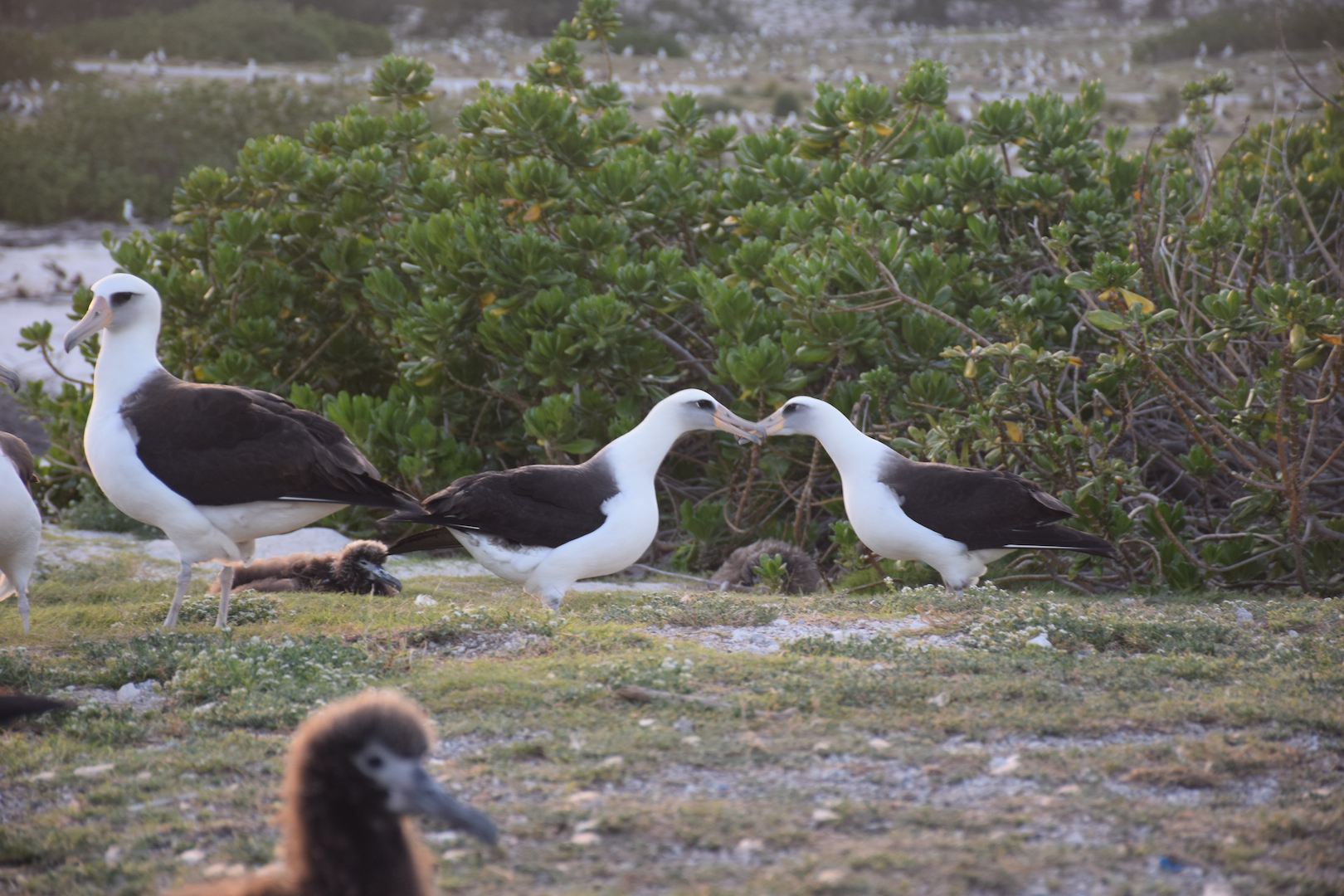 Midway, Atoll, Albatross, dance, mating, courtship, kissing, birds