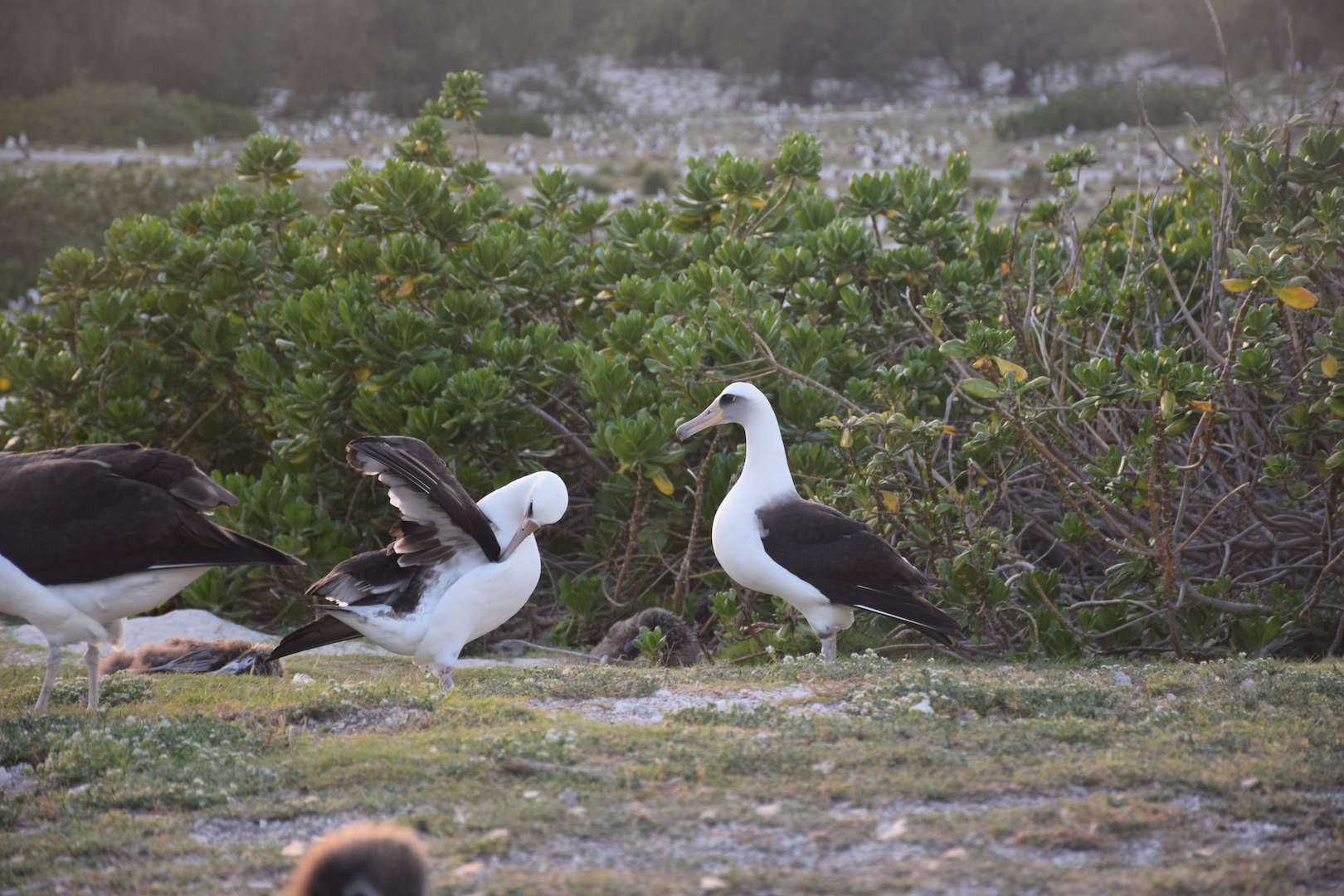 Midway, Atoll, Albatross, dance, mating, courtship, kissing, birds