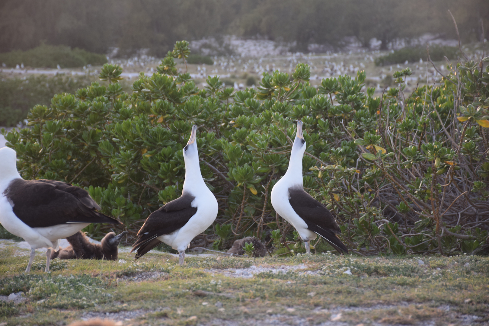 Midway, Atoll, Albatross, dance, mating, courtship, kissing, birds