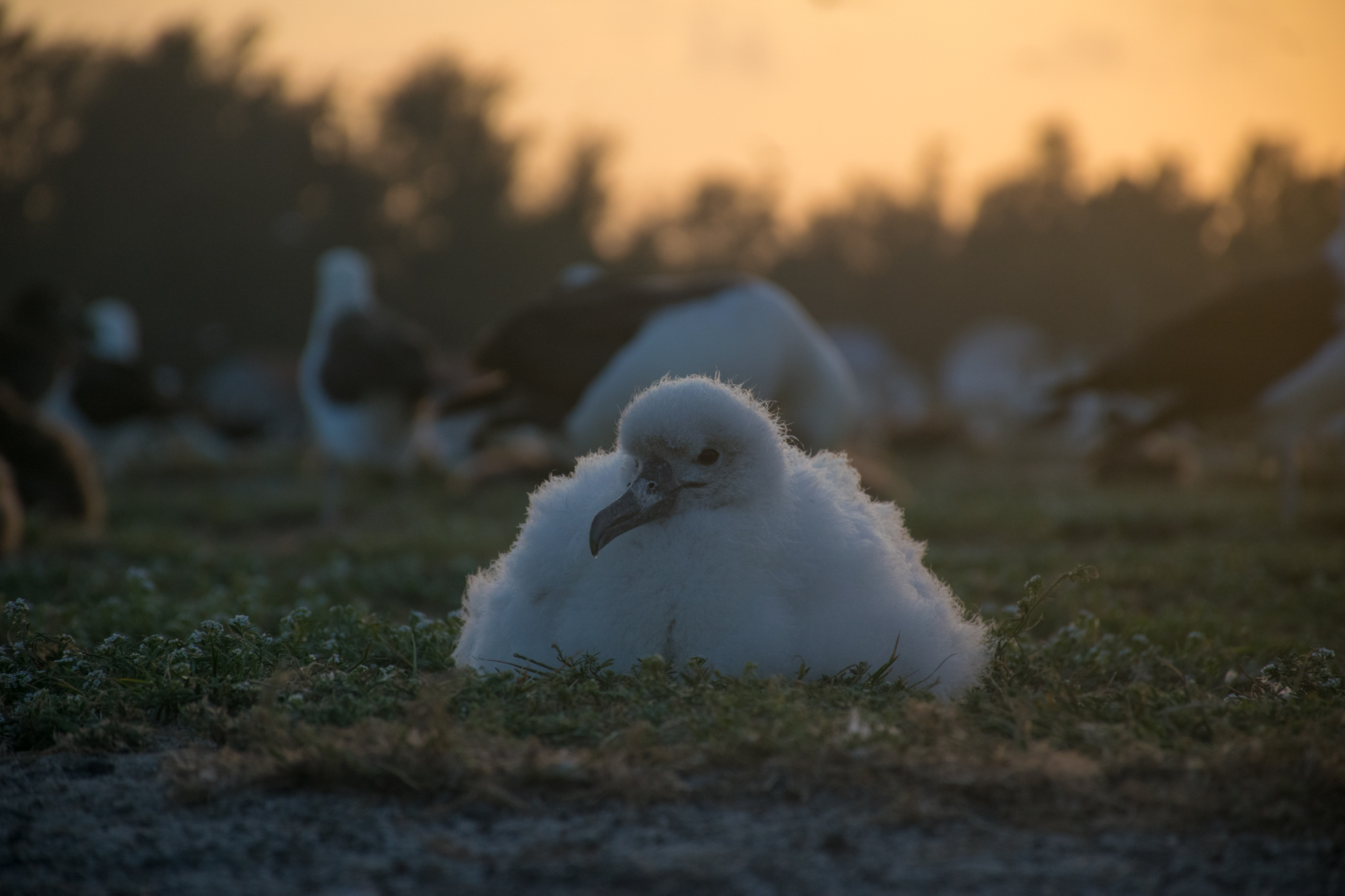 Midway, Atoll, Island, Albatross, Chick, Albino, Sunset, Magic, Golden, Hour, Photography, Northwestern, Hawaiian, one in a million, rare, exotic, bird, animal, one of a kind