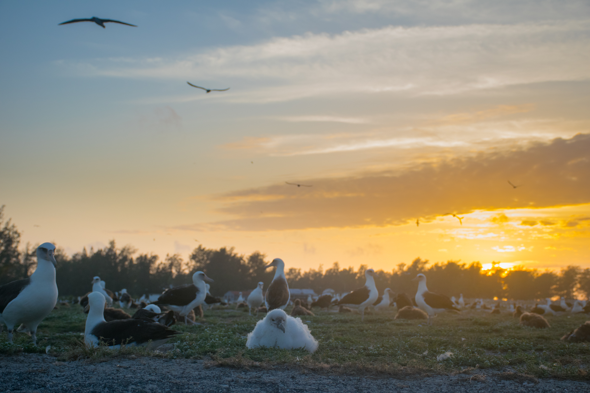 Midway, Atoll, Island, Albatross, Chick, Albino, Sunset, Magic, Golden, Hour, Photography, Northwestern, Hawaiian, one in a million, rare, exotic, bird, animal, one of a kind