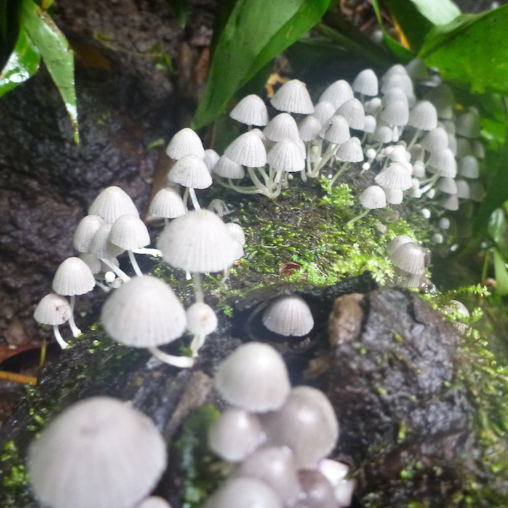 Kalauao, Falls, Aiea, Loop, Trail, junction, Oahu, Hawaii, Hike, Explore, Adventure, mushrooms, shrooms, baby umbrellas