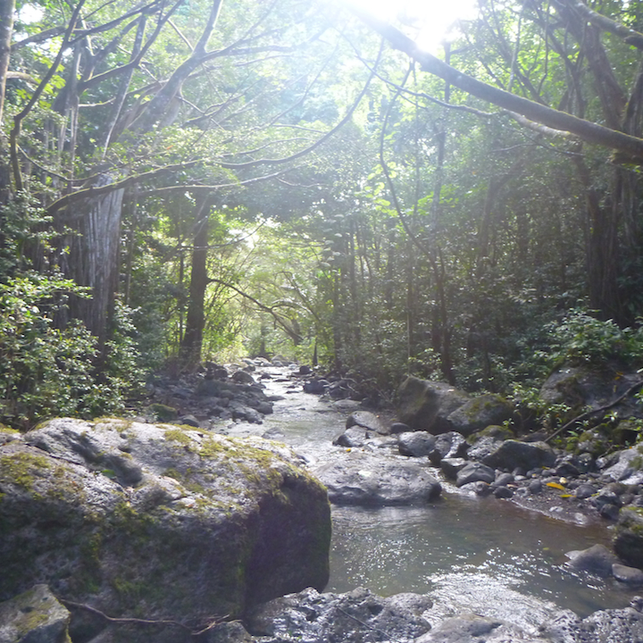Kalauao, Falls, Aiea, Loop, Trail, junction, Oahu, Hawaii, Hike, Explore, Adventure, stream, river, creek
