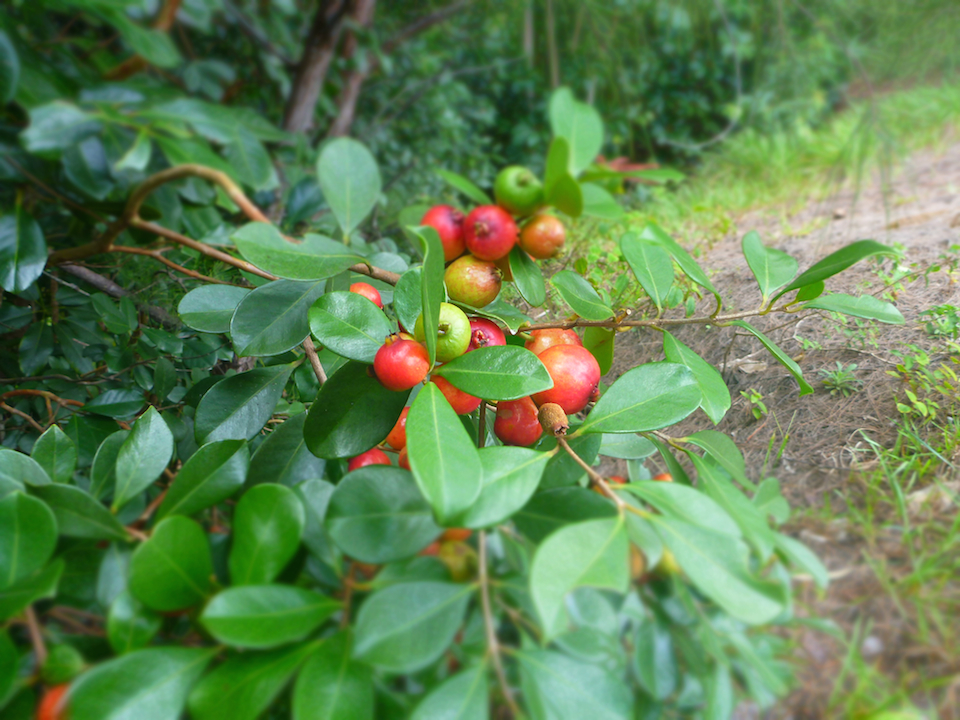 Hiking, Oahu, hawaii, cherry guava, guava, treat, edible, fruit, snack