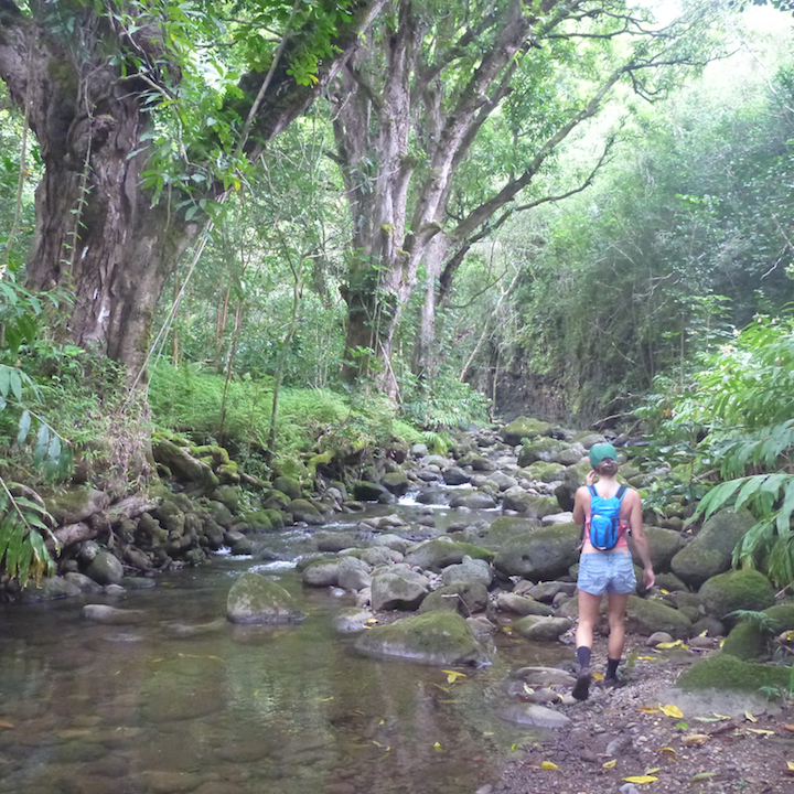 Koloa gulch, stream, river, creek, crossing, hike