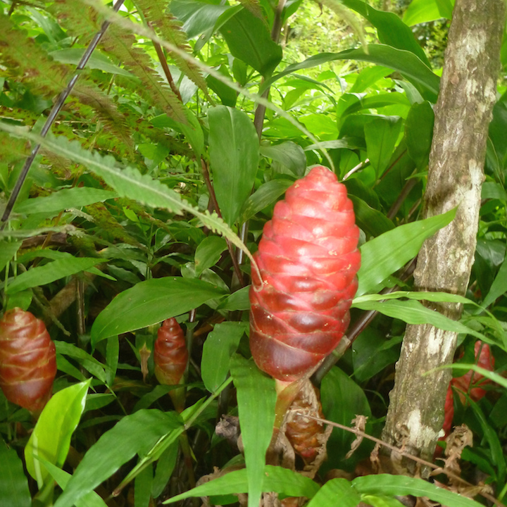 Hawaii, Oahu, Koloa gulch, shampoo ginger, Zingiber zerumbet