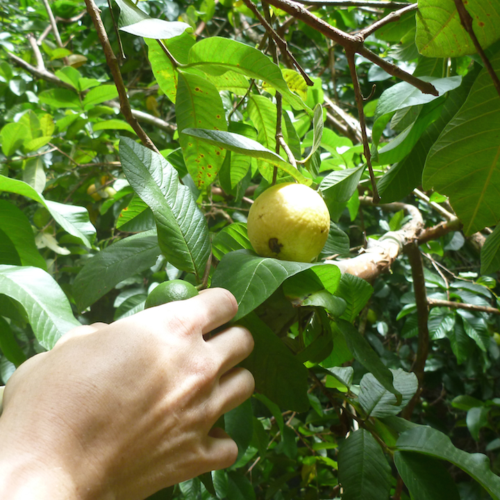 Hawaii, Oahu, guava, fruit