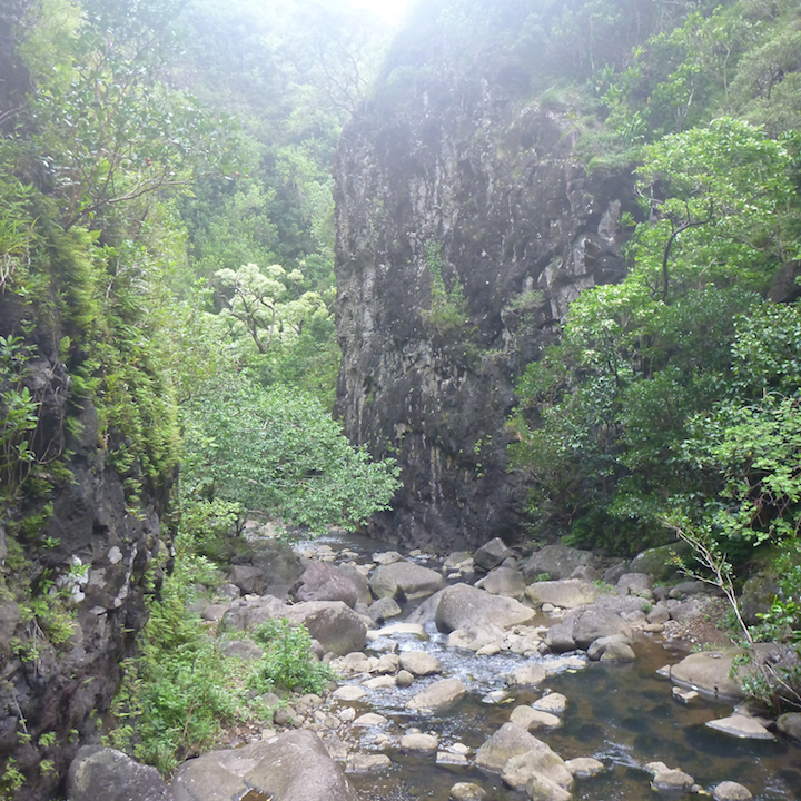 Oahu, Hawaii, hike, koloa, gulch, narrow, valley