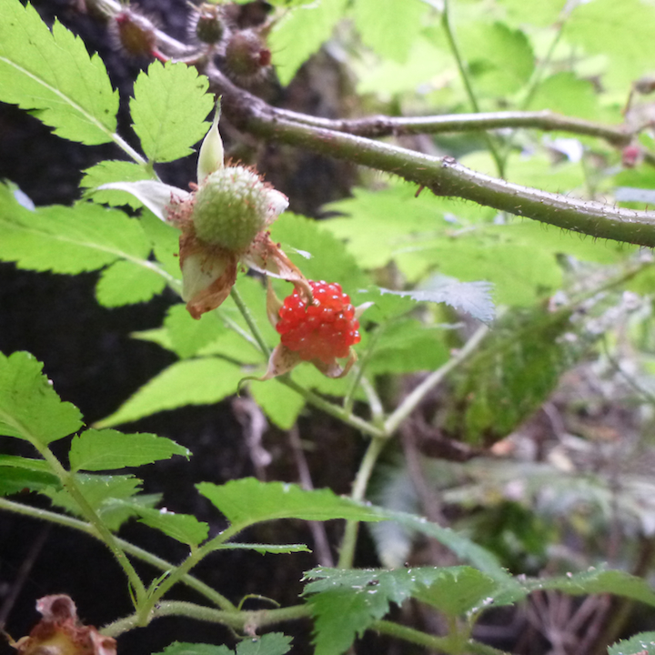 Oahu, Hawaii, Koloa gulch, berries, fruit