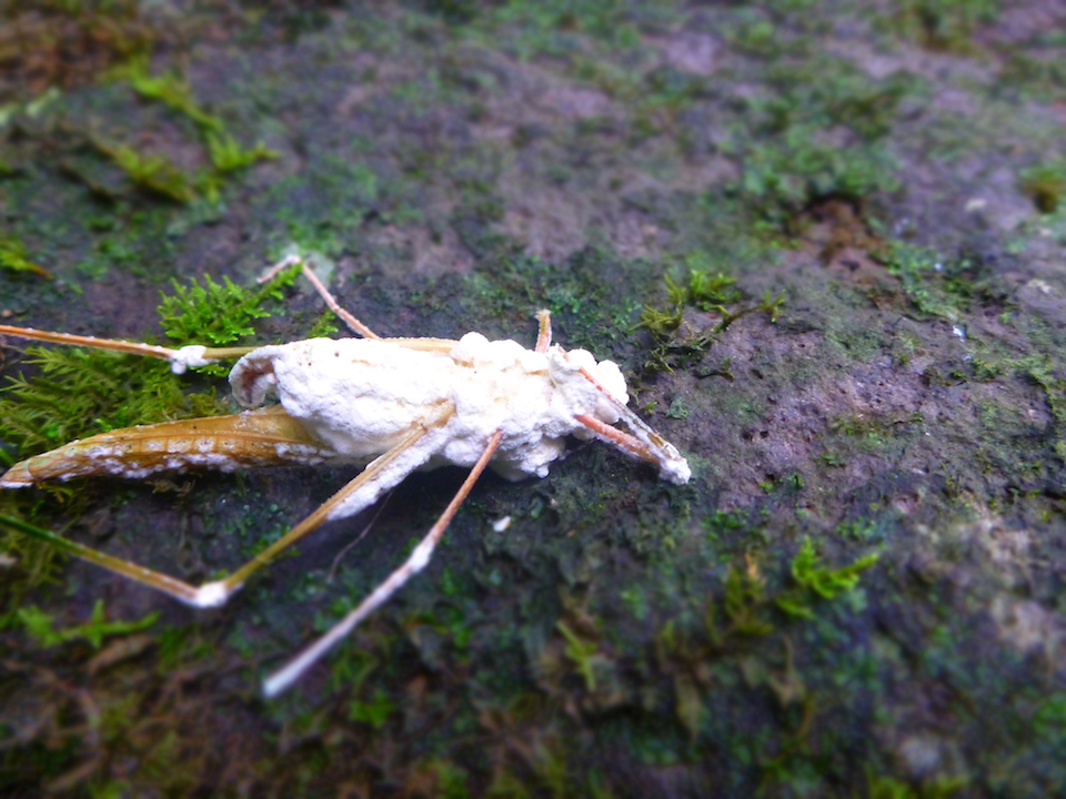 grasshopper, bug, insect, dead, decomposing, fungus, circle of life, biodegrading