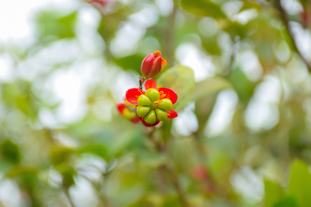 Oahu, Hawaii, Ochna, serrulata, Mickey, Mouse, Plant, red, flower