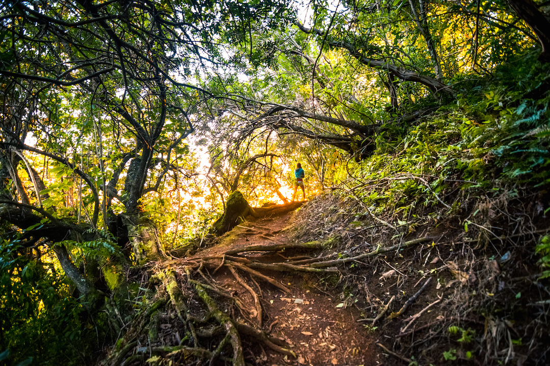 Hawaii, Oahu, Adventure, Explore, Hike, Forest, Jungle, Trail, Koolau, Mountains, Tantalus, Sunset, hawaiifunshine, radio tower, phone tower, the tower