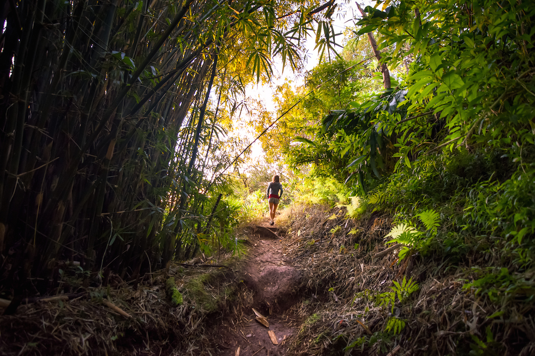 Hawaii, Oahu, Adventure, Explore, Hike, Forest, Jungle, Trail, Koolau, Mountains, Tantalus, Sunset, hawaiifunshine, radio tower, phone tower, the tower, bamboo