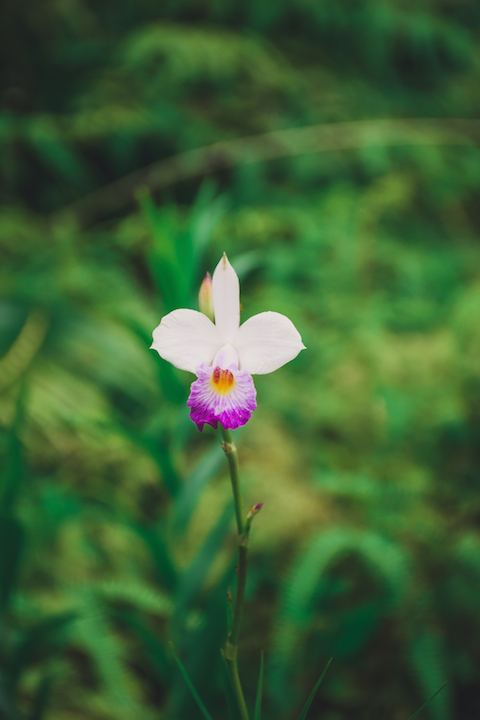 Hamama, Waihehe, Falls, Waterfall, Oahu, Hike, Adventure, Explore, orchid, flower, bamboo orchid