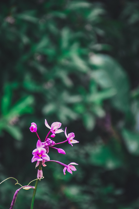 Hamama, Waihehe, Falls, Waterfall, Oahu, Hike, Adventure, Explore, orchid, flower