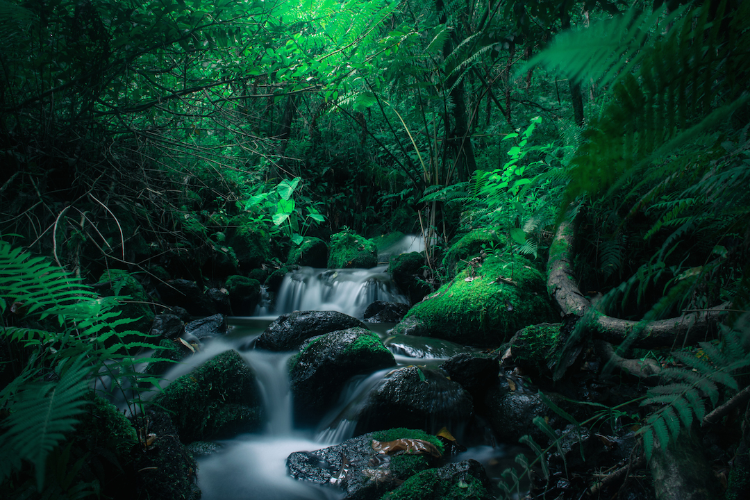 Long exposure, Oahu, Hawaii, stream, river, Taro, magical, forest, jungle, Kaneohe, Hamama, Waihehe