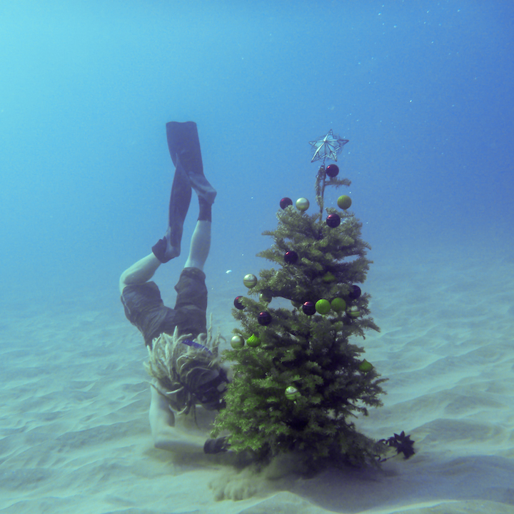 Hawaii, Oahu, snorkling, free diving, Christmas, xmas, tree, christmas tree, underwater, mele kalikimaka, ocean, 