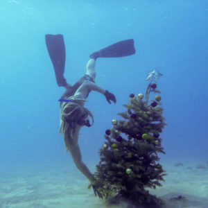 Hawaii, Oahu, snorkling, free diving, Christmas, xmas, tree, christmas tree, underwater, mele kalikimaka, ocean, 