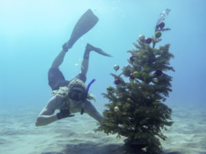 Hawaii, Oahu, snorkling, free diving, Christmas, xmas, tree, christmas tree, underwater, mele kalikimaka, ocean,