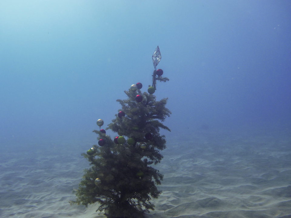 Hawaii, Oahu, snorkling, free diving, Christmas, xmas, tree, christmas tree, underwater, mele kalikimaka, ocean, 